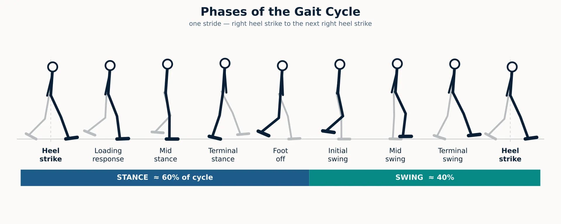 The phases of one gait cycle, from heel strike to the next heel strike